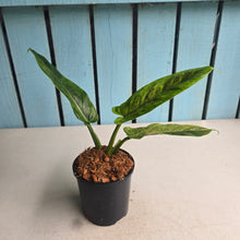 Load image into Gallery viewer, #W60 Variegated Philodendron Subhastatum