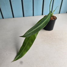 Load image into Gallery viewer, #W41 Philodendron Crassinervium