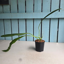 Load image into Gallery viewer, #W41 Philodendron Crassinervium