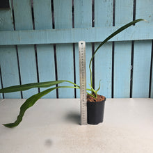 Load image into Gallery viewer, #W41 Philodendron Crassinervium