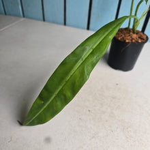Load image into Gallery viewer, #W41 Philodendron Crassinervium