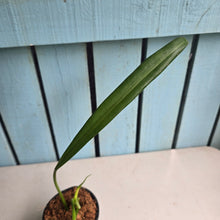 Load image into Gallery viewer, #W41 Philodendron Crassinervium