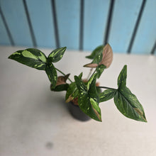 Load image into Gallery viewer, #W76 Syngonium Red Spot Tricolor