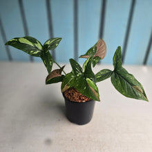 Load image into Gallery viewer, #W76 Syngonium Red Spot Tricolor