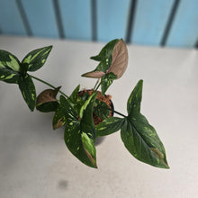 Load image into Gallery viewer, #W76 Syngonium Red Spot Tricolor