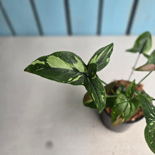 Load image into Gallery viewer, #W76 Syngonium Red Spot Tricolor