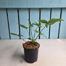 Load image into Gallery viewer, #W76 Syngonium Red Spot Tricolor