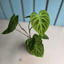 Load image into Gallery viewer, #W74 Philodendron Verrucosum