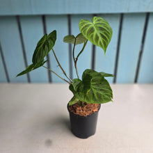 Load image into Gallery viewer, #W74 Philodendron Verrucosum