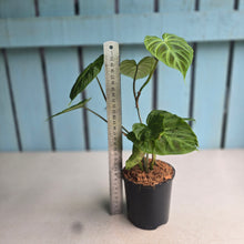 Load image into Gallery viewer, #W74 Philodendron Verrucosum