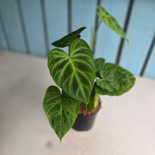 Load image into Gallery viewer, #W74 Philodendron Verrucosum