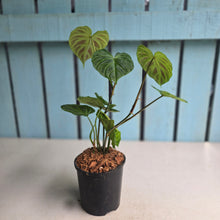 Load image into Gallery viewer, #W74 Philodendron Verrucosum