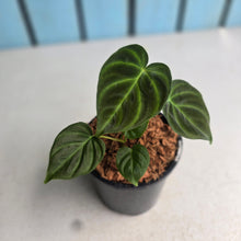 Load image into Gallery viewer, #W65 Philodendron Verrucosum Miniature