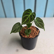 Load image into Gallery viewer, #W65 Philodendron Verrucosum Miniature