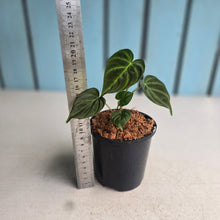 Load image into Gallery viewer, #W65 Philodendron Verrucosum Miniature