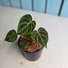 Load image into Gallery viewer, #W65 Philodendron Verrucosum Miniature