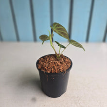 Load image into Gallery viewer, #W65 Philodendron Verrucosum Miniature