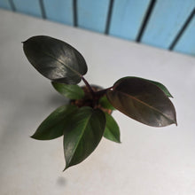 Load image into Gallery viewer, #W77 Philodendron Blood Luna
