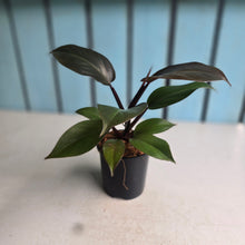 Load image into Gallery viewer, #W77 Philodendron Blood Luna