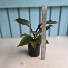 Load image into Gallery viewer, #W77 Philodendron Blood Luna