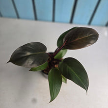 Load image into Gallery viewer, #W77 Philodendron Blood Luna
