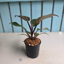 Load image into Gallery viewer, #W77 Philodendron Blood Luna