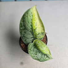 Load image into Gallery viewer, #W75 Aurea Variegated Scindapsus Exotica
