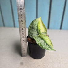 Load image into Gallery viewer, #W75 Aurea Variegated Scindapsus Exotica
