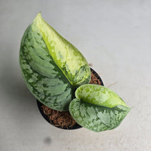 Load image into Gallery viewer, #W75 Aurea Variegated Scindapsus Exotica