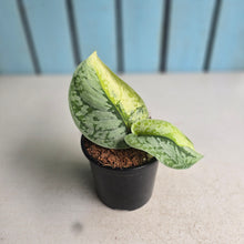 Load image into Gallery viewer, #W75 Aurea Variegated Scindapsus Exotica