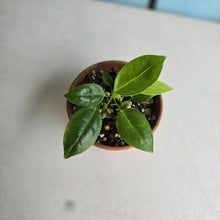 Load image into Gallery viewer, #R9 Three x Anthurium Punctatum Seedlings