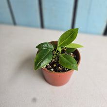 Load image into Gallery viewer, #R9 Three x Anthurium Punctatum Seedlings
