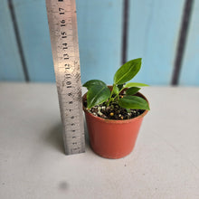 Load image into Gallery viewer, #R9 Three x Anthurium Punctatum Seedlings