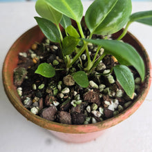 Load image into Gallery viewer, #R9 Three x Anthurium Punctatum Seedlings