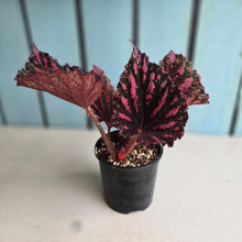 Load image into Gallery viewer, #RB23 Begonia Unknown
