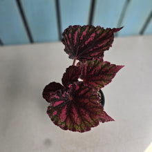 Load image into Gallery viewer, #RB23 Begonia Unknown