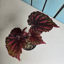 Load image into Gallery viewer, #RB23 Begonia Unknown