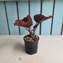 Load image into Gallery viewer, #RB23 Begonia Unknown