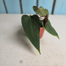 Load image into Gallery viewer, #R33 Anthurium NOID x Warocqueanum