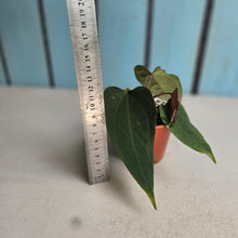 Load image into Gallery viewer, #R33 Anthurium NOID x Warocqueanum