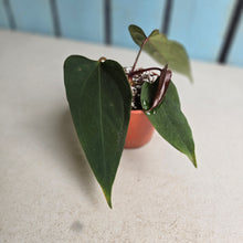 Load image into Gallery viewer, #R33 Anthurium NOID x Warocqueanum