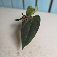 Load image into Gallery viewer, #R33 Anthurium NOID x Warocqueanum
