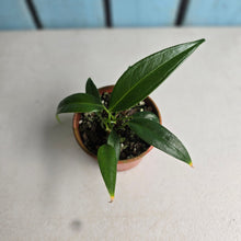 Load image into Gallery viewer, #RD50 Two x Anthurium Rupicola Seedlings