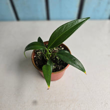 Load image into Gallery viewer, #RD50 Two x Anthurium Rupicola Seedlings