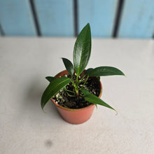 Load image into Gallery viewer, #RD50 Two x Anthurium Rupicola Seedlings
