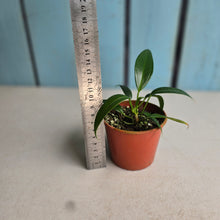Load image into Gallery viewer, #RD50 Two x Anthurium Rupicola Seedlings
