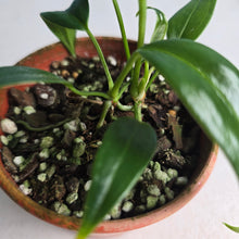 Load image into Gallery viewer, #RD50 Two x Anthurium Rupicola Seedlings