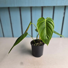 Load image into Gallery viewer, #D999 Philodendron Esmeraldense