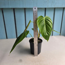 Load image into Gallery viewer, #D999 Philodendron Esmeraldense
