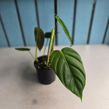 Load image into Gallery viewer, #D999 Philodendron Esmeraldense